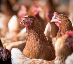 Da un cassone alla libertà: il lieto fine delle 40 galline salvate dalla Polizia Locale