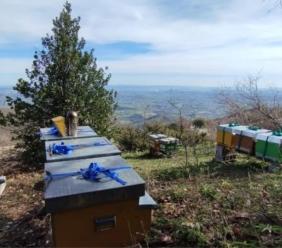 Miele d’eccellenza a Cessapalombo: Diego Coperchio ottiene la seconda Goccia d’Oro