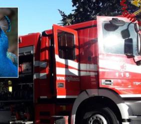 Incendio in una tenuta privata a Potenza Picena: morti centinaia di pulcini