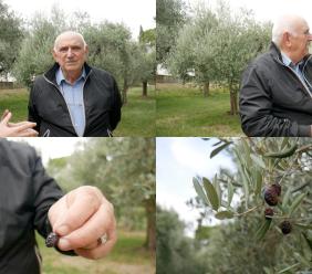 "Mosca olearia e antracnosi, una tempesta perfetta per l’olivo": Gino Pasquali sull'annata nera dell'olio (VIDEO)