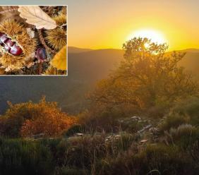 Alla scoperta di boschi e castagneti: ecco i cammini (gratuiti) autunnali di Pioraco