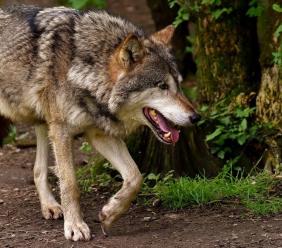 Appignano, lupo avvistato in circolazione nei pressi di alcune abitazioni (Video) Appignano, lupo avvistato in circolazione nei pressi di alcune abitazioni (Video)