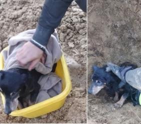 Cane rimane intrappolato in un tombino interrato: intervengono i Vigili del fuoco