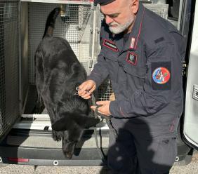 Operazione "Scuole Sicure" a Macerata: droga sequestrata vicino agli istituti, tre giovani identificati Operazione "Scuole Sicure" a Macerata: droga sequestrata vicino agli istituti, tre giovani identificati