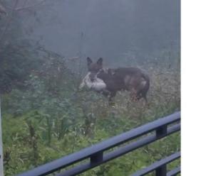 Declassamento del lupo, la Regione Marche avvia il Piano di gestione: passano a 8 i prelievi consentiti