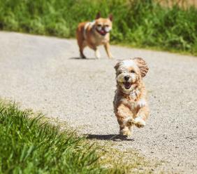 Recinti e aree per cani: soluzioni e progetti per le amministrazioni pubbliche Recinti e aree per cani: soluzioni e progetti per le amministrazioni pubbliche