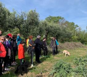 Montelupone celebra il suo 're': "Una camminata tra le carciofaie per riscoprire le nostre radici" Montelupone celebra il suo 're': "Una camminata tra le carciofaie per riscoprire le nostre radici"