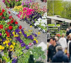 Serrapetrona celebra la primavera: torna la Festa dei Fiori a Caccamo