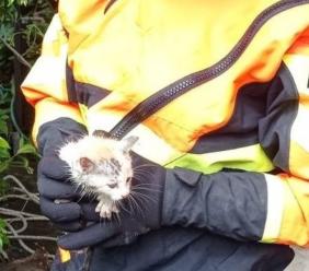 Gattino cade in un pozzo a Caldarola, salvato dai Vigili del Fuoco