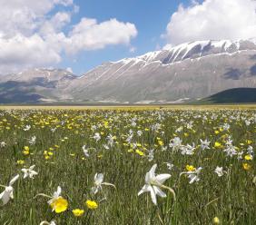 Fioritura di Castelluccio 2026: scatta il piano mobilità, ecco le date dei blocchi e come prenotare i parcheggi Fioritura di Castelluccio 2026: scatta il piano mobilità, ecco le date dei blocchi e come prenotare i parcheggi