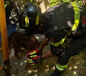 Cane cade in un canale: salvato dai vigili del fuoco