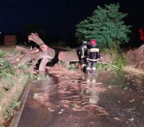 Maltempo Marche, alberi e rami caduti: 70 interventi dei Vigili del fuoco nella notte Maltempo Marche, alberi e rami caduti: 70 interventi dei Vigili del fuoco nella notte