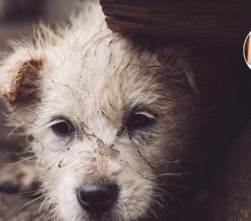 Abbandoni il tuo cane: condanna penale e non solo...