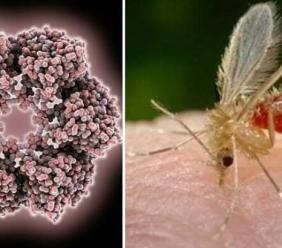 Morrovalle, accertato un caso di virus Toscana: le indicazioni per prevenire i pappataci