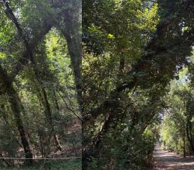 Macerata, cade un albero nel parco di Villa Lauri: “Serve più cura del verde” (Video)