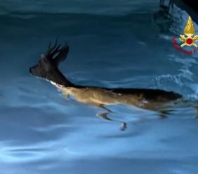 Mogliano, capriolo cade in piscina, salvato dai Vigili del fuoco Mogliano, capriolo cade in piscina, salvato dai Vigili del fuoco