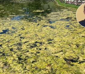 "Laghetto Azzurro ridotto a una distesa di alghe. È questo il risultato di un'opera da quasi un milione di euro?"