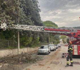 Maltempo nelle Marche, altri 90 interventi dei Vigili del fuoco: alberi caduti e strade bloccate Maltempo nelle Marche, altri 90 interventi dei Vigili del fuoco: alberi caduti e strade bloccate