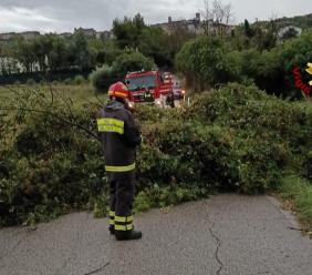 Maltempo Marche, oltre 30 interventi dei Vigili del Fuoco tra alberi caduti e allagamenti Maltempo Marche, oltre 30 interventi dei Vigili del Fuoco tra alberi caduti e allagamenti