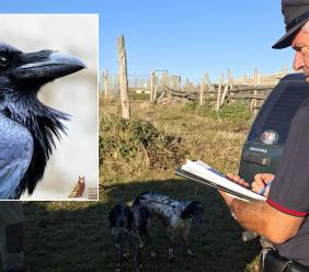 Spara e uccide un corvo imperiale mentre torna dalla sua proprietaria: cacciatore denunciato a Caldarola