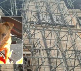 Addio a Bibbi, la cagnolina che portò un sorriso agli sfollati di Visso dopo il terremoto Addio a Bibbi, la cagnolina che portò un sorriso agli sfollati di Visso dopo il terremoto