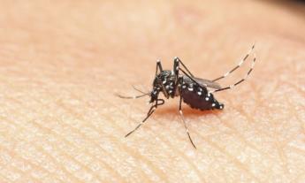 Caso di Virus Toscana a Tolentino: scatta la prevenzione. "Nessun allarme"