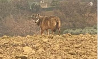 Recanati, lupo ferito catturato in città: trasferito d'urgenza al centro specializzato di Matelica