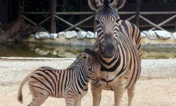 Il Parco zoo di Falconara si tinge di azzurro: è nato un cucciolo di zebra