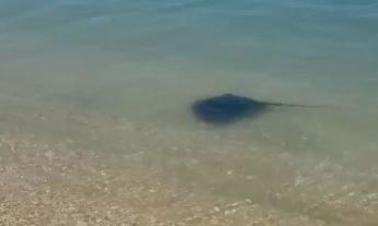 Razza davanti allo chalet Il Vascello di Porto Recanati