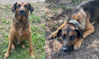 Cane smarrito a Civitanova Alta: i proprietari chiedono aiuto per ritrovare Chuck