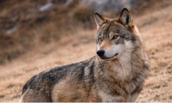 Lupo e uomo, come gestire la convivenza: a Porto Potenza un incontro con i massimi esperti