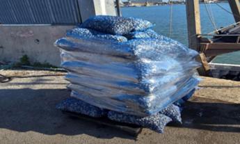 Blitz nei porti: sequestrata oltre una tonnellata di vongole tra Ancona e Civitanova