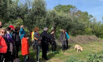 Montelupone celebra il suo 're': "Una camminata tra le carciofaie per riscoprire le nostre radici"