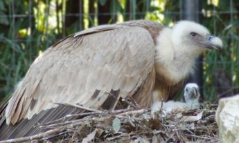 Fiocco azzurro (o rosa) al Parco Zoo di Falconara: nasce un piccolo grifone per salvare la specie
