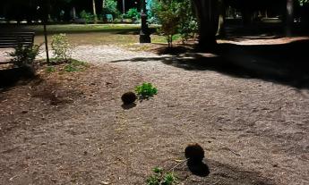 Matelica nel mirino dei vandali: danneggiati i Giardini Bigiaretti appena sistemati