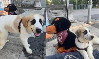 Macerata, una zampetta fragile e tanta voglia di vivere: "Machamp" cerca casa alla Fiera di San Giuliano