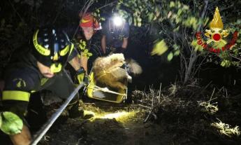 Cane cade in una scarpata per diversi metri: recuperato dai vigili del fuoco