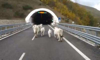 Le mucche in superstrada a Muccia