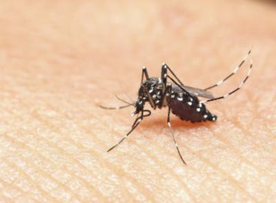 Caso di Virus Toscana a Tolentino: scatta la prevenzione. "Nessun allarme"