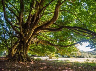 Più biodiversità nei boschi: al via il progetto pilota sul Monte San Vicino