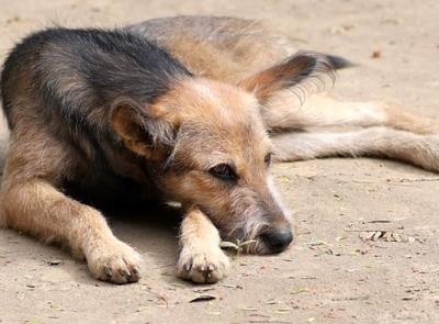 Civitanova, "Interventi assistiti con il cane": incontro aperto alla cittadinanza in Sala Consiliare