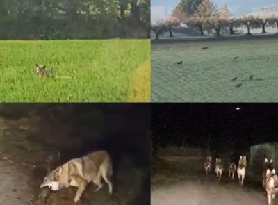Treia, branco di lupi avvistato più volte nelle campagne: che cos'è il 'lupo confidente' e come comportarsi (VIDEO)