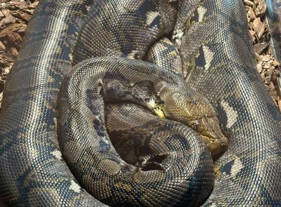 Al Parco zoo di Falconara arriva il pitone reticolato, uno dei serpenti più lunghi al mondo