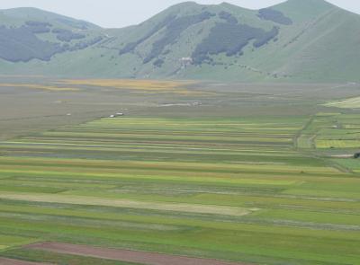 Fioritura Castelluccio 2025: date, accessi, parcheggi e navette per visitare i Piani in sicurezza