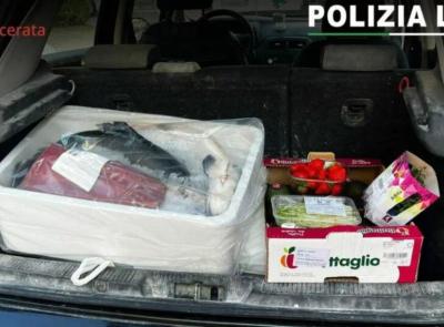 Macerata, tonno e salmone trasportati a temperature irregolari: multa di 6mila euro per un 19enne