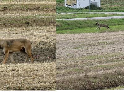 Un lupo scorrazza nei campi: curioso avvistamento a Porto Recanati (FOTO)