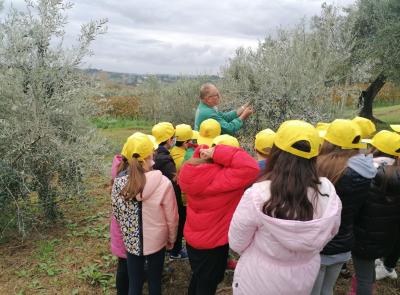 Olio, Coldiretti Marche: “Annata di alta qualità ma serve sostegno per il futuro del settore”