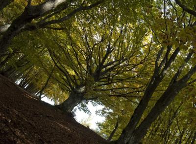 San Severino, "Il foliage del Canfaito tra i cinque migliori d'Italia": parola di Touring Club