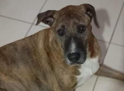 Cane smarrito a Civitanova: i proprietari chiedono aiuto per ritrovare Frittella