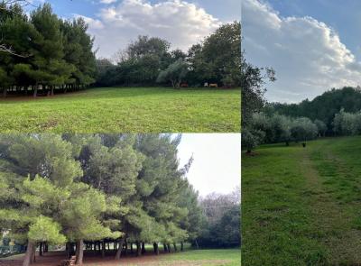 Civitanova, un bosco urbano in memoria dello scenografo Mario Garbuglia